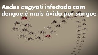 Aedes aegypti infectado com dengue é mais ávido por sangue [upl. by Favata117]