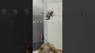 JUMPING SPIDER HUNTING FOR FOOD [upl. by Dyun814]