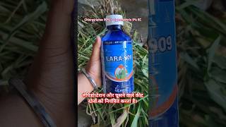 Lara 909 uses  Chlorpyriphos 50  Cypermethrin 5 EC shorts farming agriculture trending [upl. by Ballou782]