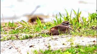 Bird Fakes Broken Wing  Killdeer Broken Wing Act [upl. by Aziaf]