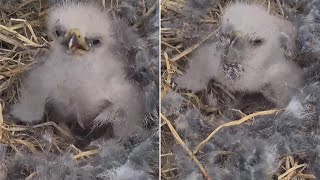 SWFL Bald Eagles 🐥 E23 covered in rabbit fur as mom preps lunch 😅2024 Jan 2 [upl. by Htessil]