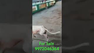 25yrs Mudhol hound for sale shorts  doggyzworld12 [upl. by Calvinna]