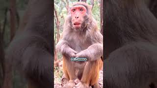 Why is this old mother monkey moving like this Monkey Macaca Macaque Bandar Makasih Kurangan [upl. by Arres]