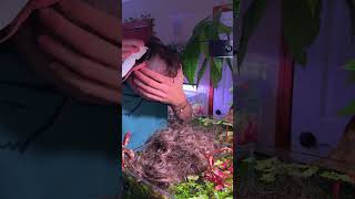 Get rid of it😶fishies fish petfish aquarium aquascape underwater pet fy ytshorts [upl. by Ferrand]