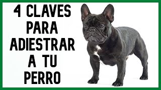 ¿Cómo Empezar A ENTRENAR UN PERRO bulldogfrancés 🐕 4 Consejos [upl. by Otreblif537]