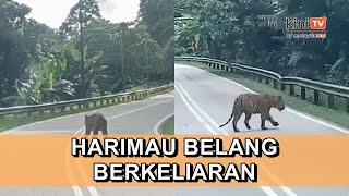 Pemandu lori terkejut harimau belang berkeliaran di laluan Gua MusangJeli [upl. by Llenor972]