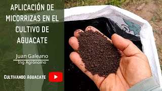 Aplicación de Micorrizas en el cultivo [upl. by Ehrlich]