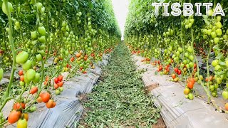 CULTIVO DE JITOMATE TOMATE SIEMBRA PRODUCCIÓN COSECHA EMPAQUE Y DISTRIBUCIÓN DEL JITOMATE 4 [upl. by Sumaes]