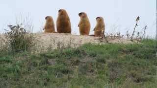 Marmots before hibernation [upl. by Ladnyk123]