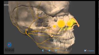 Migraine Pathophysiology  In depth [upl. by Wallis]