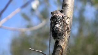 Cicadas  Noisy Bugs [upl. by Shellie]