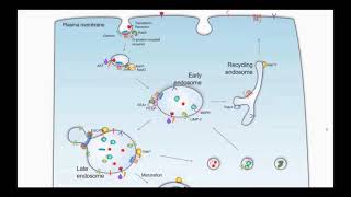 The Role of Endosomes in Prostate Cancer [upl. by Lishe]