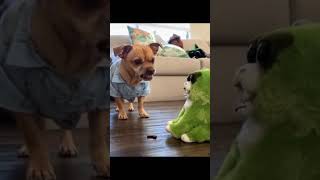 Part 8 24 Hours of HILARIOUS Pets Caught in Funny Situations [upl. by Necyla]