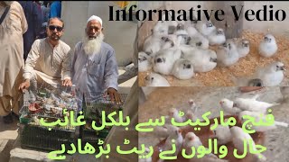 ماشاءاللہ سے فنچ اپنے عروج پر جانے کو تیار  Finch Lover Anwar Bhai Interview with Asif Birds Farm [upl. by Mellicent]