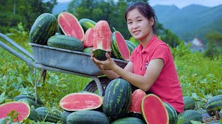 Ella Harvesting Watermelon Goes to the market sell [upl. by Esiocnarf532]