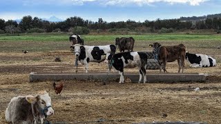 Inflation en Tunisie  la filière du lait ne parvient plus à suivre la consommation [upl. by Nortad519]