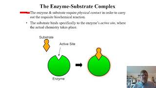 Biochemistry Lecture 8 [upl. by Rutherfurd]