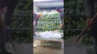 Vegetable Refrigeration process for transportation [upl. by Ferdie]