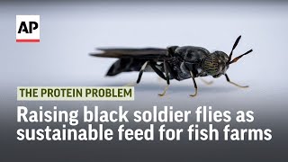 Raising black soldier flies as sustainable feed for fish farms  The Protein Problem [upl. by Aicelav]