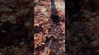 Rott loves messing up everything I rake [upl. by Em]