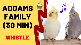 ADDAMS FAMILY WHISTLE 30 Min  Cockatiel Singing Training  Bird Whistling Practice [upl. by Abramson833]