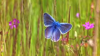 Common Blue butterfly Polyommatus icarus [upl. by Paola]