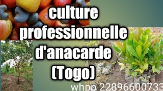 Culture professionnelle danacarde Togo [upl. by Garrity876]