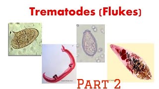 Trematodes  Clonorchis [upl. by Arot578]