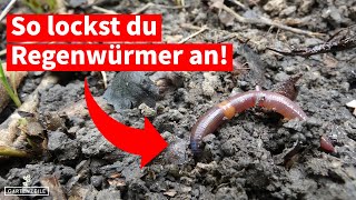 Wie lockt man Regenwürmer an ganz einfach mit diesen Tricks [upl. by Beghtol315]