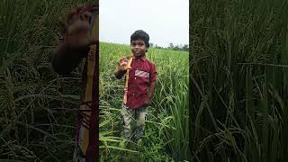 chitti chilakamma amma kottinda song   kids rhymes   school rhymes  natural cultivation [upl. by Aihsetel395]