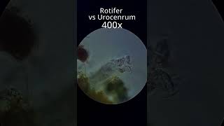 Rotifer vs Urocenrum [upl. by Mihcaoj]