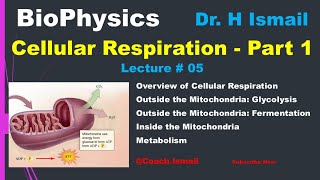 Cellular Respiration  Glycolysis  Citric Acid Cycle  Electron Transport Chain  NADH  Biophysics [upl. by Yahsal]