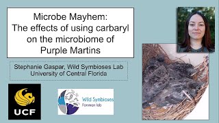 Microbe mayhem The effects of using carbaryl on the microbiome of Purple Martins [upl. by Neyuq]