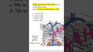 Anatomy Thorax 254 Accessory hemiAzygos vein mcq viva [upl. by Vallonia]