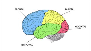 Explicación GENERAL sobre las Áreas de Brodmann [upl. by Dailey]