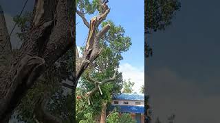 Sabarinathan tree cutter pattukkottai [upl. by Arnie]