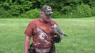 Meet the Gyrfalcon National Bird of Iceland [upl. by Ahselaf711]