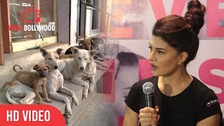 Jacqueline Fernandez on Stray Dog Issue  FAAT Campaign  The Body Shop [upl. by Reiko949]