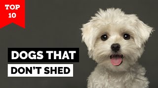 Top 10 Hypoallergenic Dog Breeds in the world [upl. by Neemsay437]