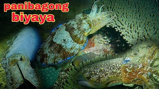 ep426 Dive1 dating spot May panibagong biyaya night spearfishing Philippines [upl. by Arielle628]