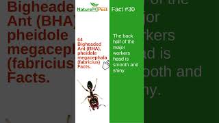 64 Bigheaded Ants BHA pheidole megacephala fabricius FACTS 30 [upl. by Namrak]