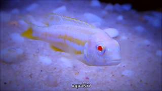 Albino Auratus Fish Melanochromis Auratus Cichlid [upl. by Niklaus]