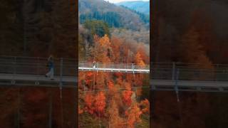 Geierlay Bridge from Above 🌁 shorts germany travellife hiking autumn [upl. by Yeltnarb]