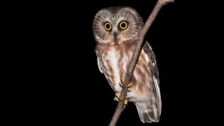 Photographing a Northern Sawwhet Owl [upl. by Barron]