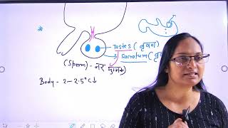 Human reproduction lecture2 human reproductive organ class 12 UP Board [upl. by Iong]