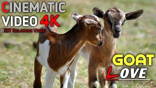 Little Cute goats love cinematic video mobilecinematography cinema goat cutepet pets cinematic [upl. by Lotsirhc]