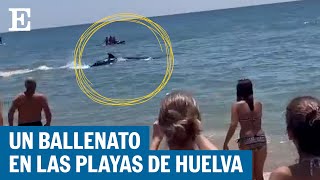 HUELVA  El susto de unos bañistas que confunden a una ballena con una orca en La Antilla  EL PAÍS [upl. by Ronda]