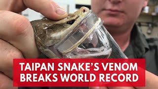 This deadly Taipan snake broke the record for most venom enough to kill 100 humans [upl. by Rodgers]