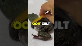 Deze Kikker Wordt Verwend 🐸 [upl. by Stuart]