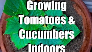 Too Cold to Garden Outside How to Grow a Simple Indoor Winter Garden with 4 Easy Crops [upl. by Nolyarb765]